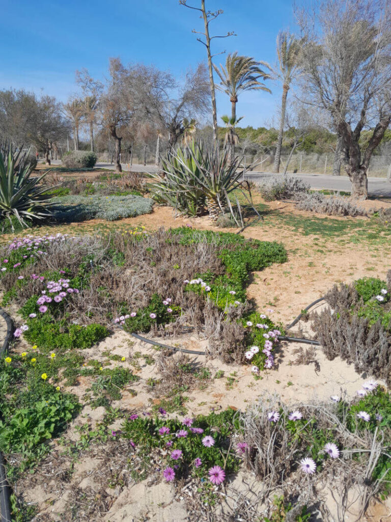 Mallorca mit Kindern im Winter - blühende Landschaft im Februar