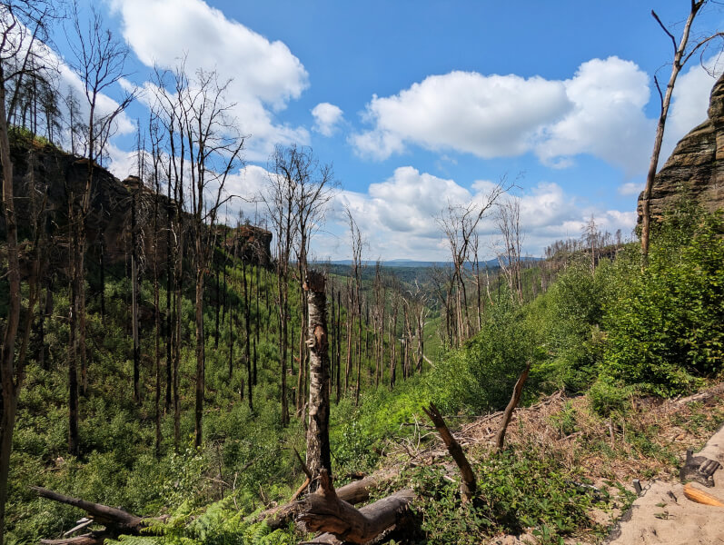 Wanderung zum Prebischtor mit Kindern - Folgen des Waldbrandes 2022