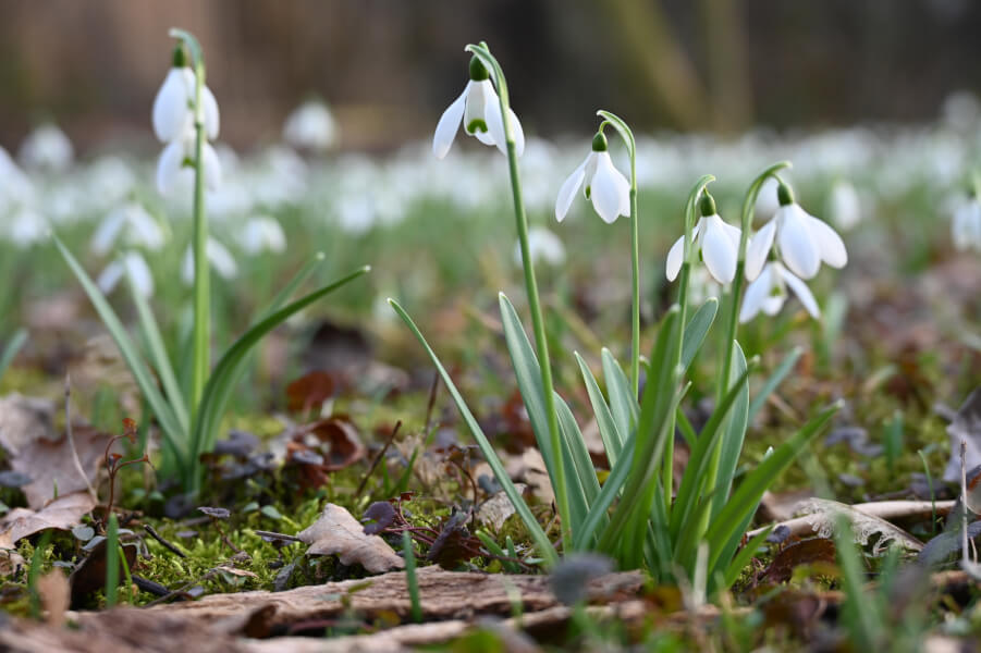 Monatsrückblick: Unser Februar 2026 in Dresden - erste Frühblüher bei warmen Temperaturen