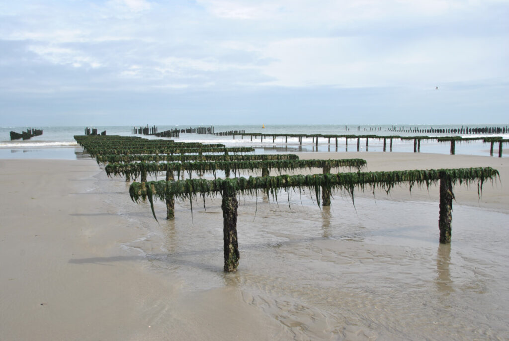 Familienurlaub an der Opalküste in Frankreichs Norden - Miesmuschelzucht am Strand von Chatelet