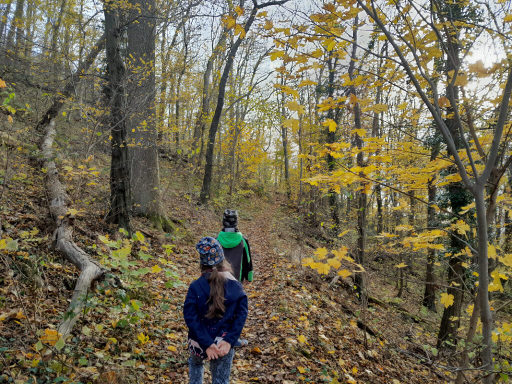 Landeskrone Görlitz mit Kindern - Nordaufstieg durch den herbstlichen Wald