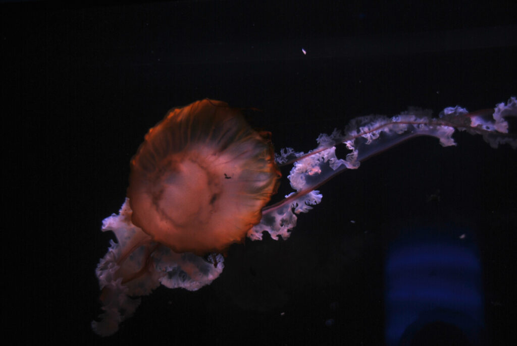 Aquarium Paris mit Kindern - wundervolle Quallenbecken